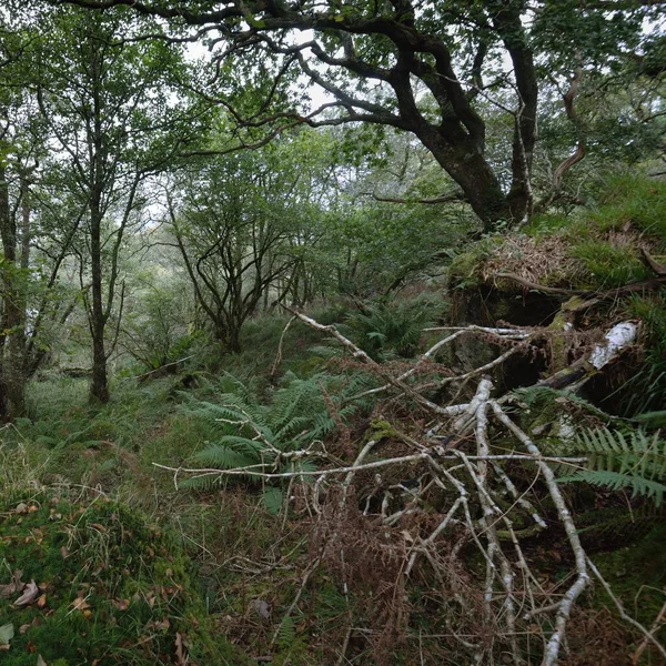 Breathtaking View Scottish Rainforest Mighty Trees Moss Plants Fern Crinan — Stock Photo, Image