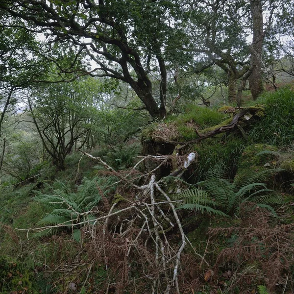 Atemberaubender Blick Auf Den Schottischen Regenwald Mächtige Bäume Moos Pflanzen — Stockfoto