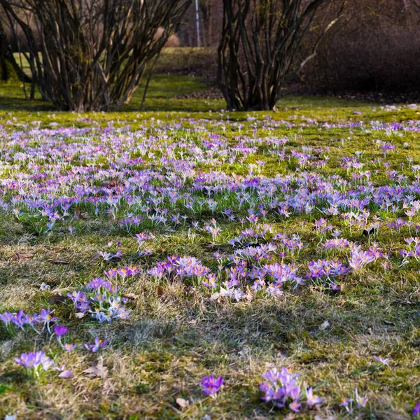 Close Blooming Purple Crocus Flowers Trees Background Forest Park Europe — Stock fotografie