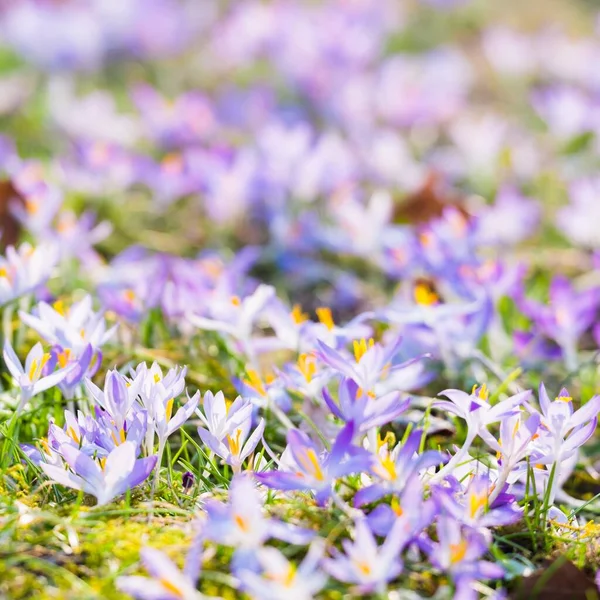 Close Blooming Purple Crocus Flowers Park Europe Early Spring Symbol — Stockfoto