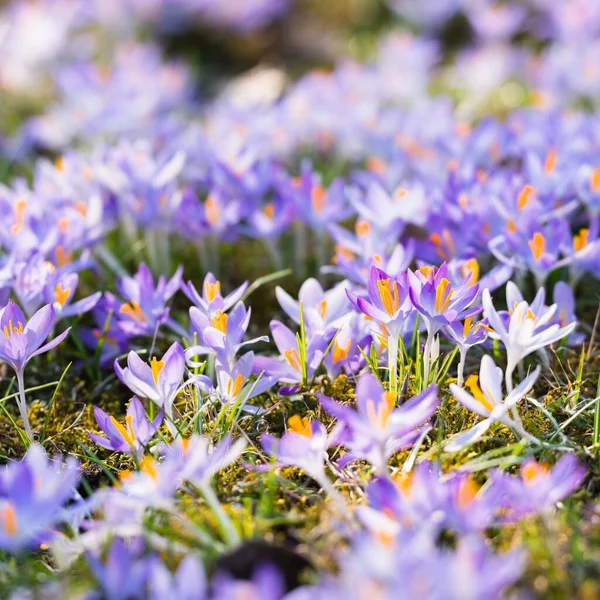 Close Blooming Purple Crocus Flowers Park Europe Early Spring Symbol — Stockfoto
