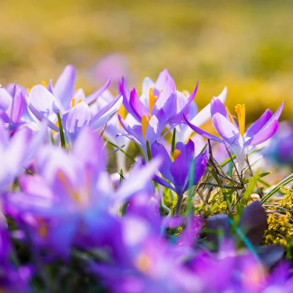 花开的紫色番红花的特写 早春和平 复活节的象征 生态旅游 Art Macrophotography Bokeh Background — 图库照片