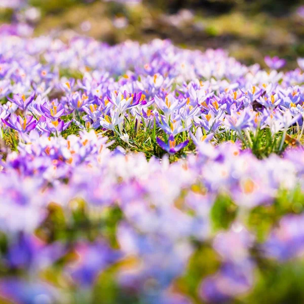 Close Blooming Purple Crocus Flowers Park Europe Early Spring Symbol — Stock Photo, Image