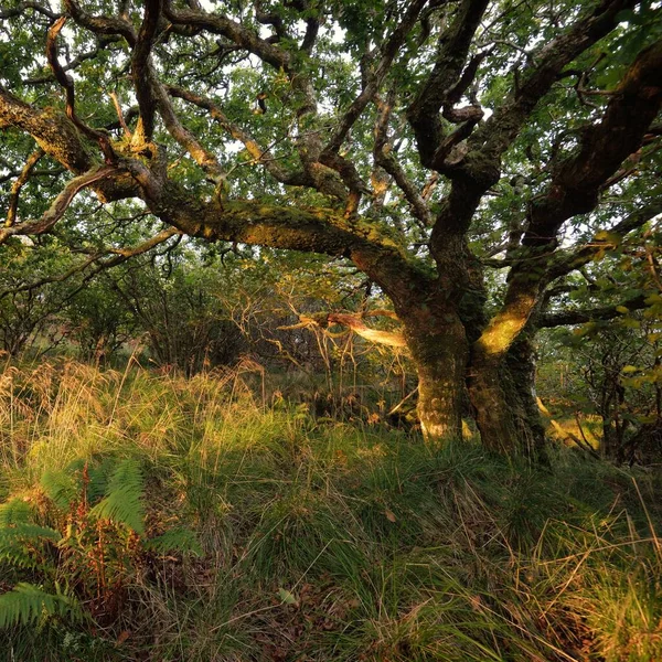 Scottish Rainforest Sunrise Mighty Trees Moss Plants Fern Sunbeams Golden — Stockfoto