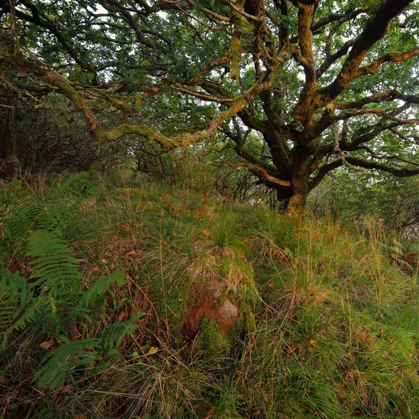 Σκωτσέζικο Τροπικό Δάσος Την Αυγή Δυνατά Δέντρα Βρύα Φυτά Φτέρη — Φωτογραφία Αρχείου