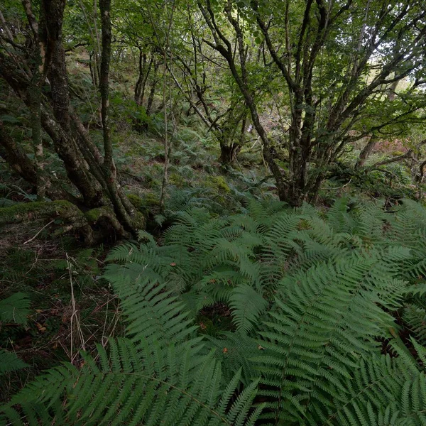 令人叹为观止的苏格兰雨林 参天大树苔藓植物蕨类Crinan Canal Scotland 黑暗的大气景观 纯自然 旅游胜地 徒步旅行 生态旅游 — 图库照片