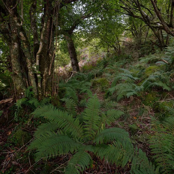 Breathtaking View Scottish Rainforest Mighty Trees Moss Plants Fern Crinan — Stock Photo, Image