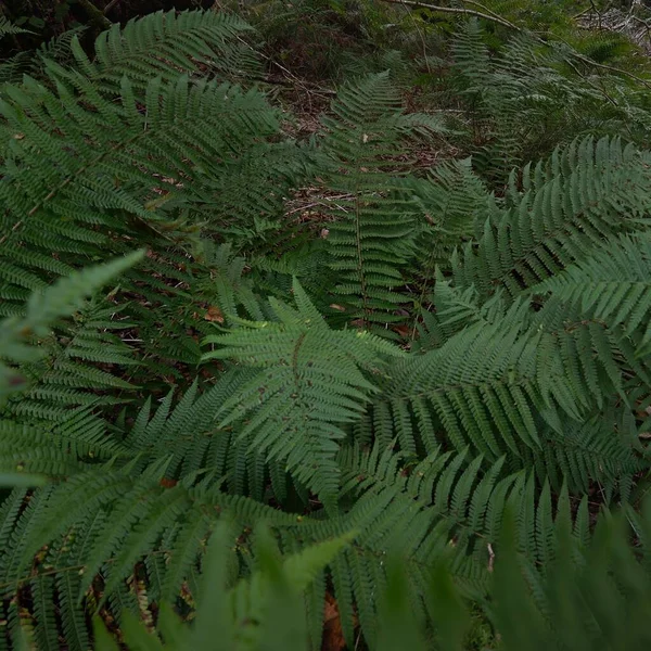 Breathtaking View Scottish Rainforest Mighty Trees Moss Plants Fern Crinan — стокове фото