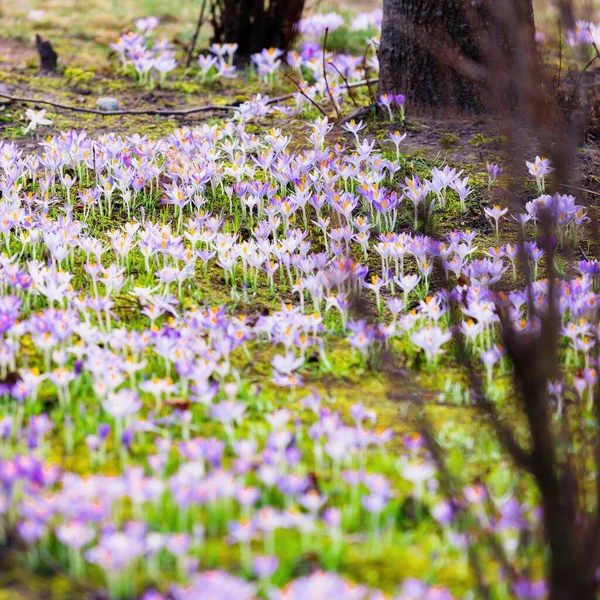 Close Blooming Purple Crocus Flowers Trees Background Forest Park Europe — Stock Photo, Image