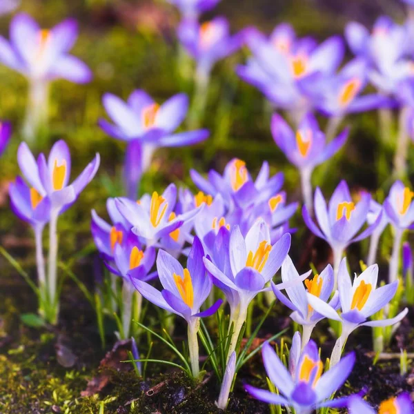 Mor çiçek açan çiçeklere yakın çekim. Park et. Avrupa. Baharın başında. Barışın sembolü, neşe, saflık, Paskalya. Peyzaj, bahçıvanlık, eko-turizm, çevre. Sanat, makrofotoğrafçılık, bokeh, arkaplan