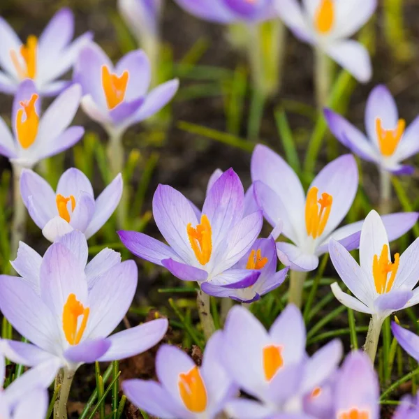 Mor çiçek açan çiçeklere yakın çekim. Park et. Avrupa. Baharın başında. Barışın sembolü, neşe, saflık, Paskalya. Peyzaj, bahçıvanlık, eko-turizm, çevre. Sanat, makrofotoğrafçılık, bokeh, arkaplan