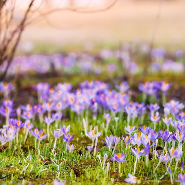 Close Blooming Purple Crocus Flowers Trees Background Forest Park Europe — Stock Photo, Image