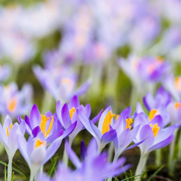 Close Blooming Purple Crocus Flowers Park Europe Early Spring Symbol — Stock Photo, Image