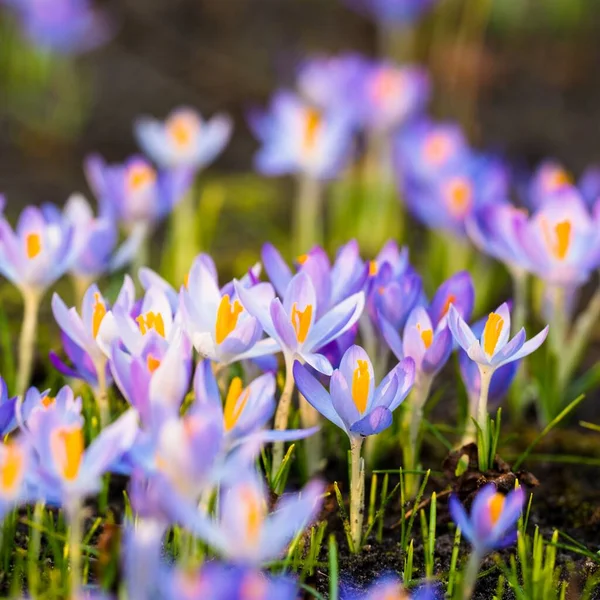 Close Blooming Purple Crocus Flowers Park Europe Early Spring Symbol — Stock Photo, Image