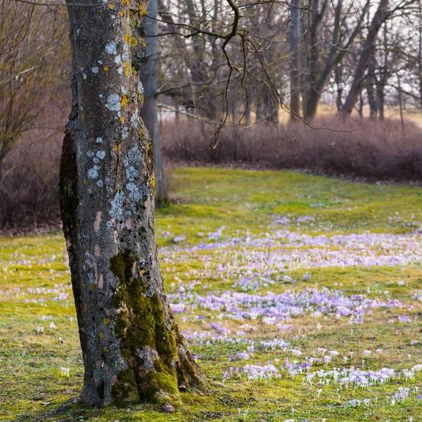 Nahaufnahme Blühender Lila Krokusblüten Bäume Hintergrund Waldpark Europa Vorfrühling Symbol — Stockfoto