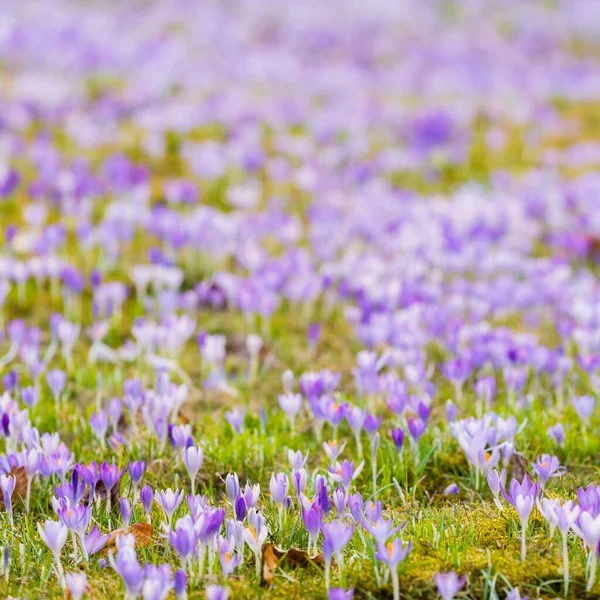 Nahaufnahme Blühender Lila Krokusblüten Park Europa Vorfrühling Symbol Für Frieden — Stockfoto