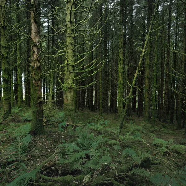 Scottish Evergreen Rainforest Mighty Pine Spruce Trees Moss Plants Fern — стокове фото