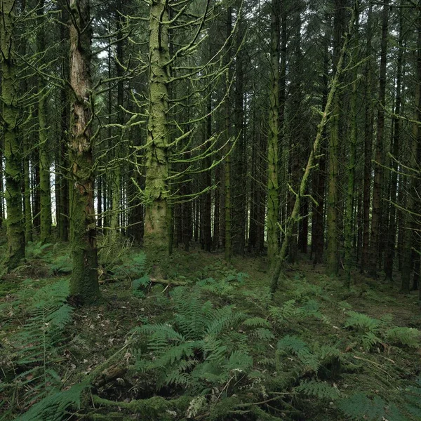 Scottish Evergreen Rainforest Mighty Pine Spruce Trees Moss Plants Fern — Stock Photo, Image