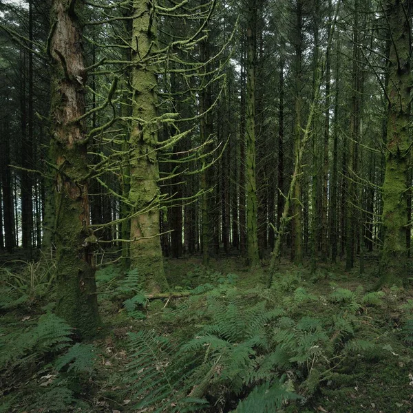 Scottish Evergreen Rainforest Mighty Pine Spruce Trees Moss Plants Fern — Stockfoto