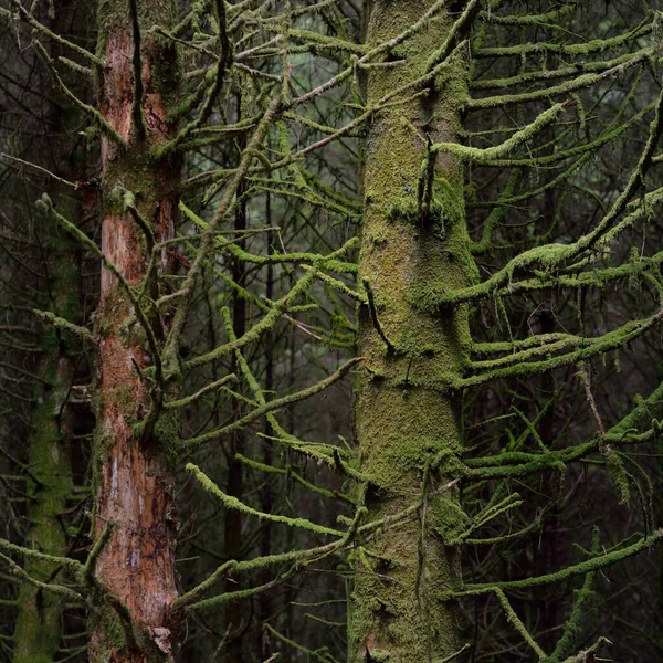 Scottish Evergreen Rainforest Mighty Pine Spruce Trees Moss Plants Fern — Zdjęcie stockowe