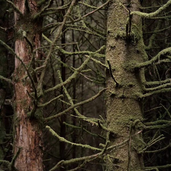 Scottish Evergreen Rainforest Mighty Pine Spruce Trees Moss Plants Fern — Zdjęcie stockowe