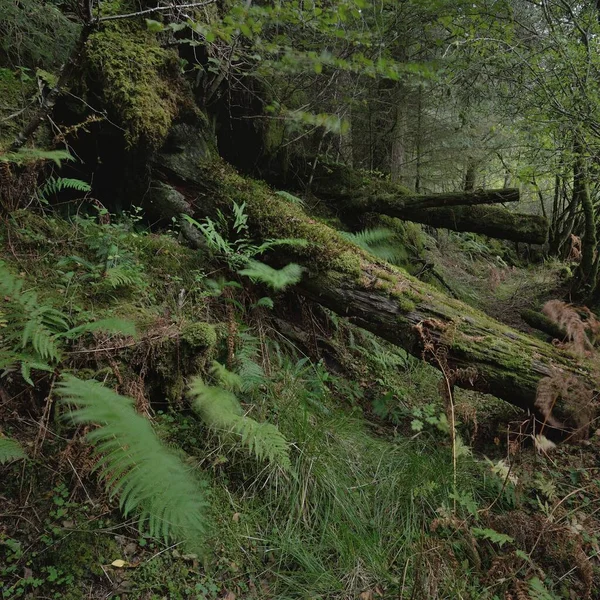 Schots Altijd Groen Regenwoud Machtige Dennen Sparren Bomen Mos Planten — Stockfoto