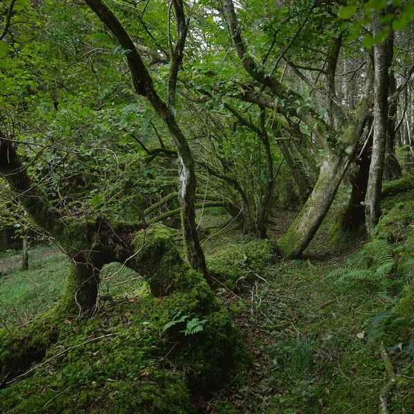 Scottish Evergreen Rainforest Mighty Pine Spruce Trees Moss Plants Fern — Stockfoto