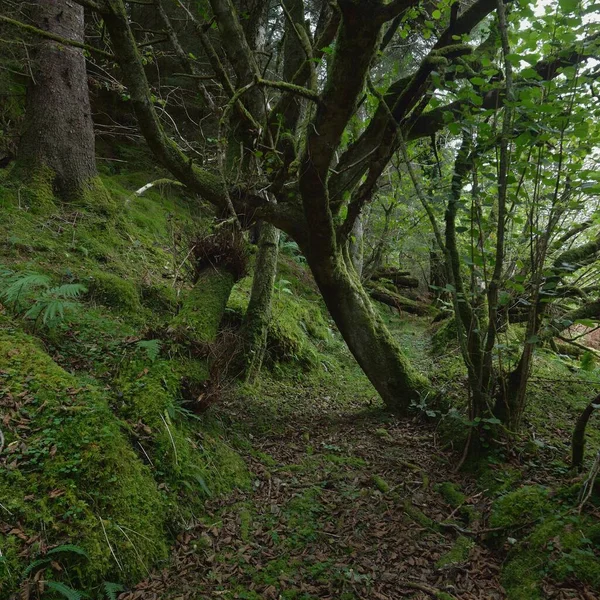 Scottish Evergreen Rainforest Mighty Pine Spruce Trees Moss Plants Fern — Stockfoto