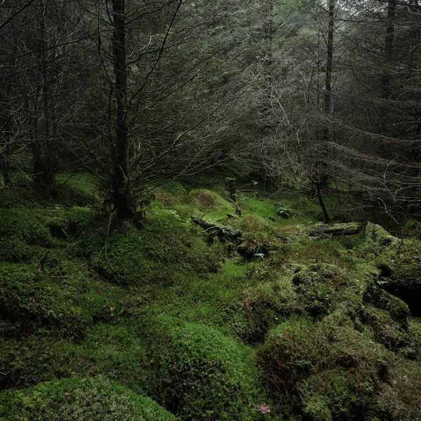 Foresta Pluviale Sempreverde Scozzese Potenti Pini Abeti Muschi Piante Felci — Foto Stock