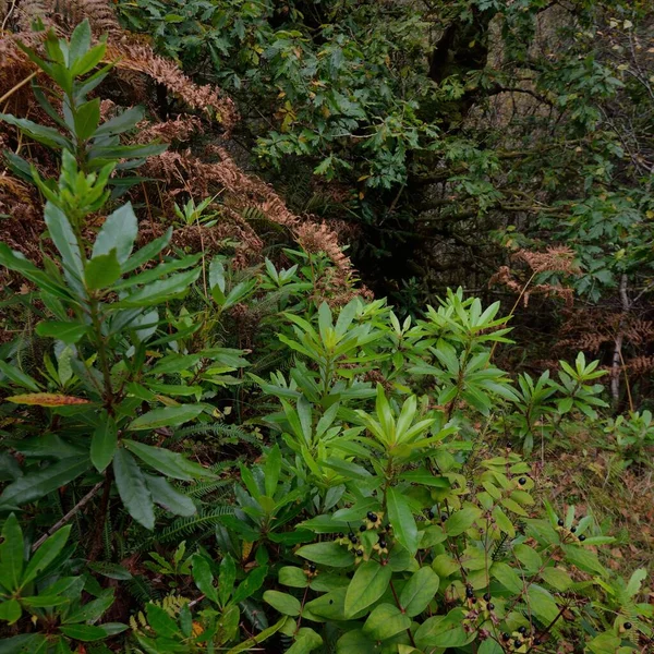 Scottish Evergreen Rainforest Mighty Pine Spruce Trees Moss Plants Fern — ストック写真