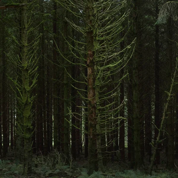 Scottish Evergreen Rainforest Mighty Pine Spruce Trees Moss Plants Fern —  Fotos de Stock