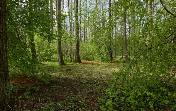 Cesta Zeleným Lesoparkem Jasného Dne Mocné Stromy Rostliny Měkké Sluneční — Stock fotografie
