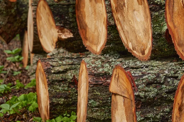 Lareira Recém Feita Floresta Troncos Árvores Close Danos Ambientais Questões — Fotografia de Stock