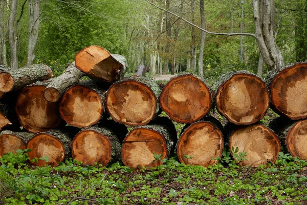 Pas Gemaakt Brandhout Het Bos Boomstammen Van Dichtbij Milieuschade Ecologische — Stockfoto