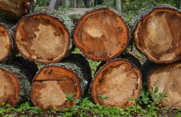 숲에서 땔나무를 만들고 나무를 클로즈업했습니다 생태계 에너지 — 스톡 사진