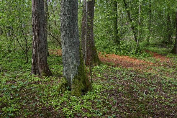 Caminho Através Parque Florestal Verde Dia Claro Árvores Fortes Plantas — Fotografia de Stock