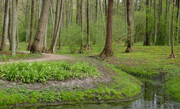 Mała Rzeka Parku Leśnym Drzewa Dzikie Kwiaty Rośliny Złote Słońce — Zdjęcie stockowe