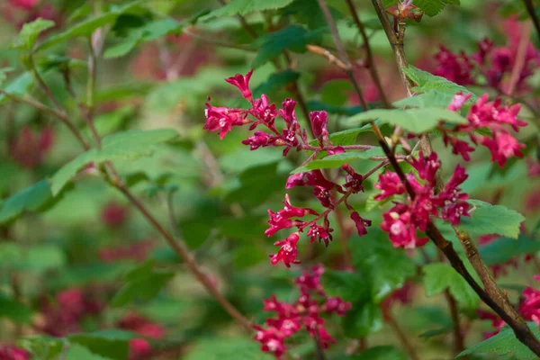 Bloeiende Roze Bloemen Weigela Lente Vroege Zomer Seizoenen Natuur Ecologie — Stockfoto