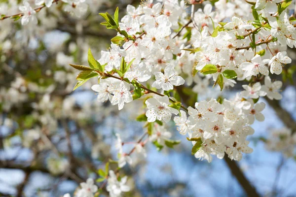 Arbusto Floreciente Parque Ciudad Hojas Verdes Flores Blancas Luz Solar —  Fotos de Stock