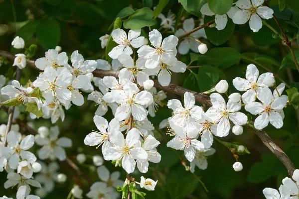 Цвіте Чагарник Міському Парку Зелене Листя Білі Квіти Яке Сонячне — стокове фото
