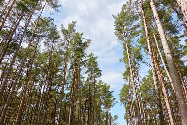 雄伟的北方常绿森林 巨大的松树 低角度视图 柔和的阳光 晴朗的蓝天 大气景观 生态旅游 新鲜空气概念 — 图库照片