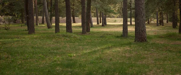 Majestätisk Norra Vintergröna Skogspark Mäktiga Tallar Mjukt Solljus Atmosfäriskt Landskap — Stockfoto