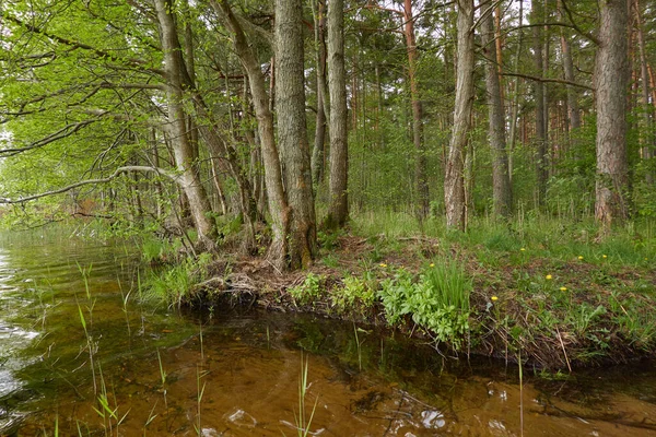 Görkemli Yeşil Orman Göl Kristal Berrak Yüzeyi Idyllic Manzara Kırsal — Stok fotoğraf