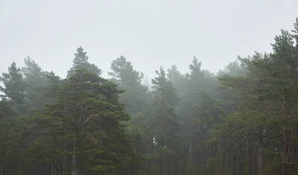 Majestätischer Immergrüner Wald Dichtem Weißen Nebel Kiefern Und Fichten Regentag — Stockfoto