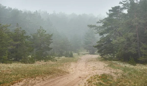 Vindlande Landsväg Stig Genom Den Majestätiska Vintergröna Tallskogen Dimma Regnig — Stockfoto