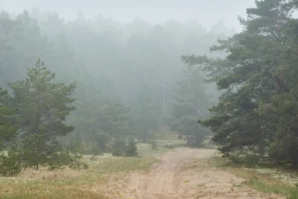Vindlande Landsväg Stig Genom Den Majestätiska Vintergröna Tallskogen Dimma Regnig — Stockfoto