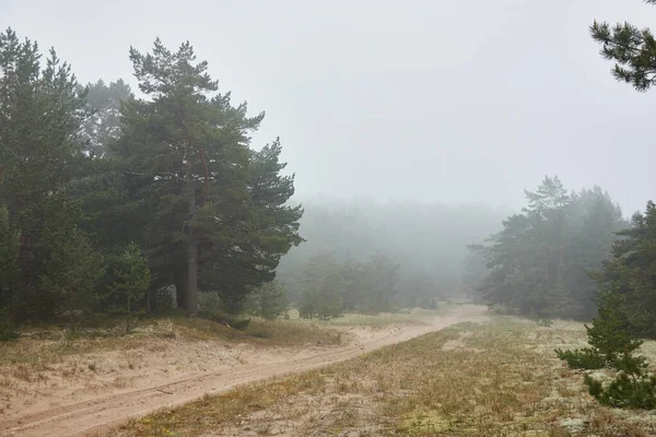 Kurvenreiche Landstraße Pfad Durch Den Majestätischen Immergrünen Kiefernwald Nebel Regentag — Stockfoto