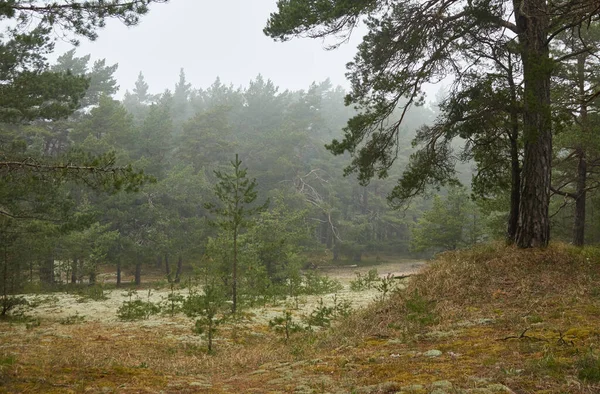 Majestätische Immergrüne Waldhügel Dichtem Nebel Mächtige Kiefern Und Fichten Pflanzen — Stockfoto