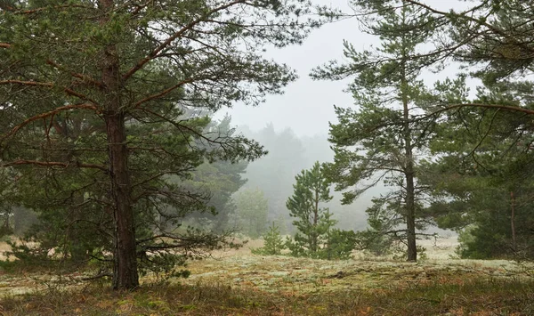 濃い霧の中で雄大な常緑の森の丘 強大な松やトウヒの木 曇りの日 大気の風景 純粋な自然 エコツーリズム ハイキング — ストック写真