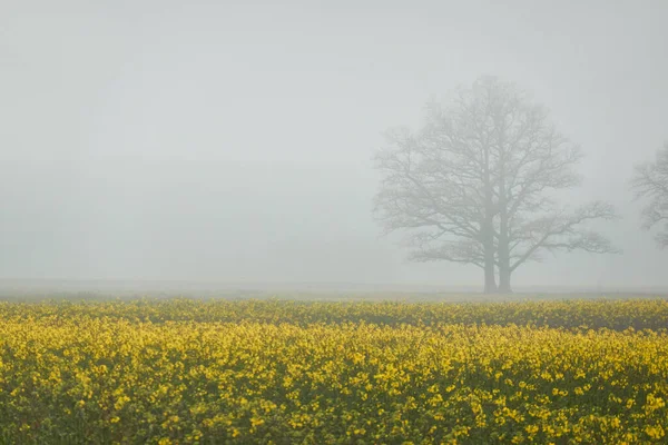 Blühende Gelbe Rapsfelder Und Eichen Dichten Nebel Ländliche Landschaft Frühling — Stockfoto